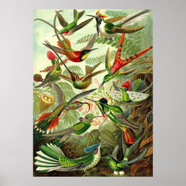 Ernst Haeckel — Hummingbirds Trochilidae Poster (Front)
