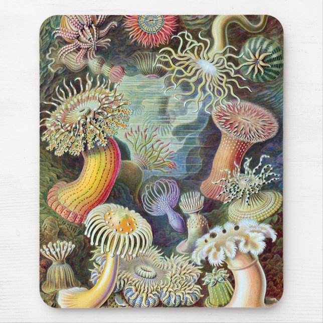 Ernst Haeckel Kunstformen der Natur Actiniae Mouse Mat (Front)