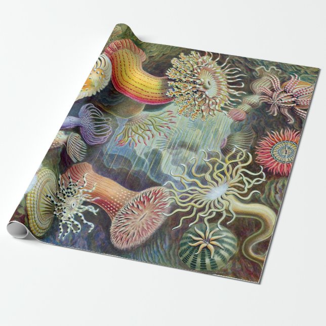 Ernst Haeckel Kunstformen der Natur Actiniae Wrapping Paper (Unrolled)