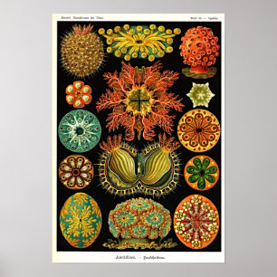 Ernst Haeckel Kunstformen der Natur Ascidian Poster