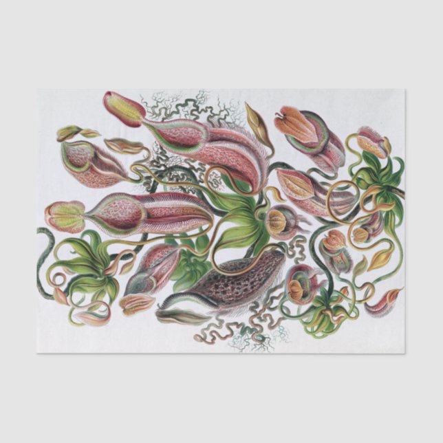 Ernst Haeckel Kunstformen der Natur Nepenthaceae P Tissue Paper (Front)