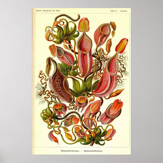 Ernst Haeckel Kunstformen der Natur Nepenthaceae Poster (Front)
