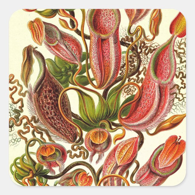 Ernst Haeckel Kunstformen der Natur Nepenthaceae Square Sticker (Front)