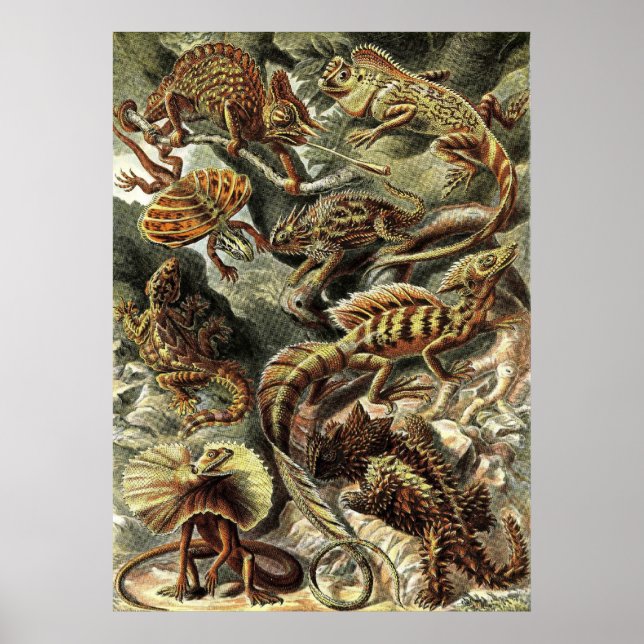Ernst Haeckel - Lacertilia Lizards Poster (Front)