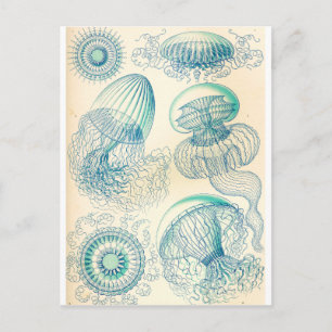 Ernst Haeckel   Leptomedusa   Thecate Hydroids Postcard
