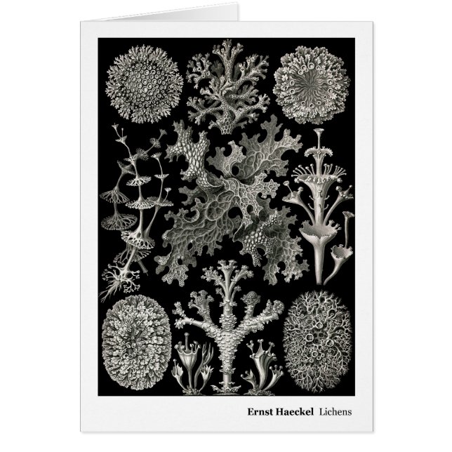 Ernst Haeckel Lichens (Front)