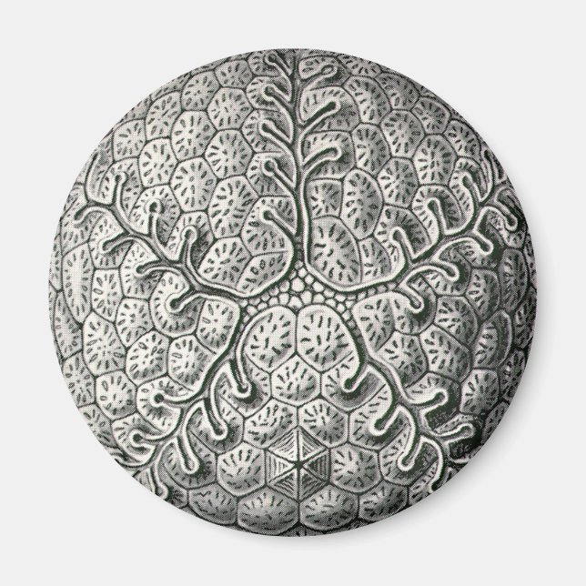 Ernst Haeckel Magnet (Front)