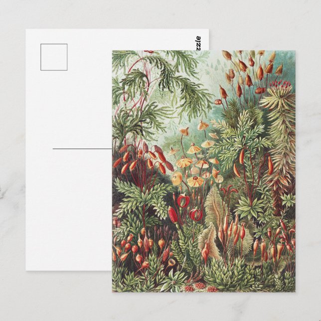 Ernst Haeckel Moss Nature Print Dark Academia Postcard (Front/Back)