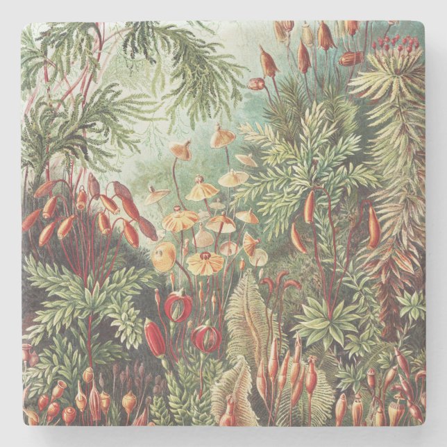Ernst Haeckel Moss Nature Print Dark Academia Stone Coaster (Front)
