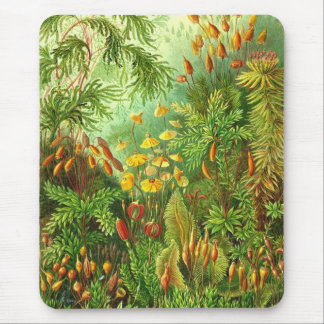 Ernst Haeckel - Muscinae Mouse Mat