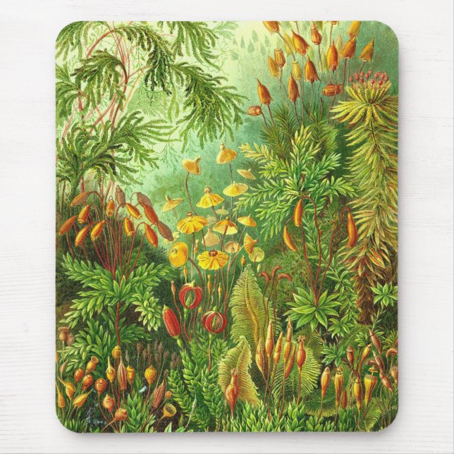 Ernst Haeckel - Muscinae Mouse Mat (Front)