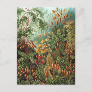 Ernst Haeckel - Muscinae Postcard