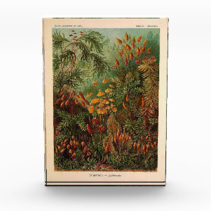 Ernst Haeckel Muscinae vintage illustration Photo Block