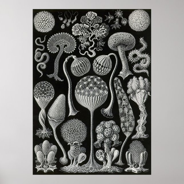 Ernst Haeckel - Mycetozoa Poster (Front)