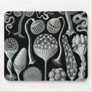 Ernst Haeckel Naturalista Mouse Mat