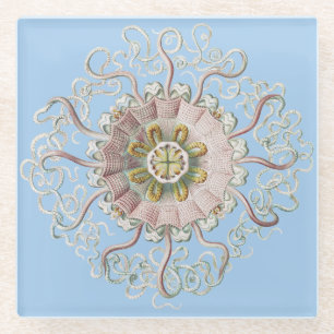 Ernst Haeckel Nautical Pink Jellyfish Medusa Glass Coaster