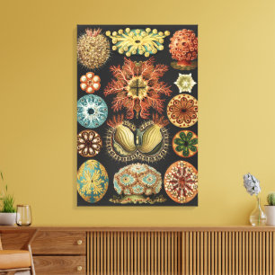 Ernst Haeckel Nautical Sea Life Art Collage Canvas Print