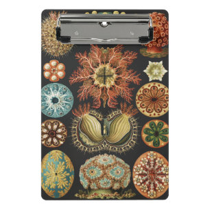 Ernst Haeckel Nautical Sea Life Art Collage Mini Clipboard