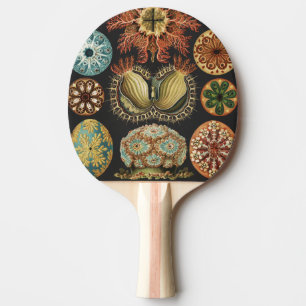 Ernst Haeckel Nautical Sea Life Art Collage Ping Pong Paddle