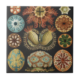 Ernst Haeckel Nautical Sea Life Art Collage Tile