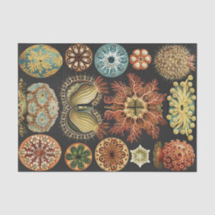 Ernst Haeckel Nautical Sea Life Art Collage Tissue Paper
