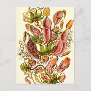 Ernst Haeckel - Nepenthaceae Postcard