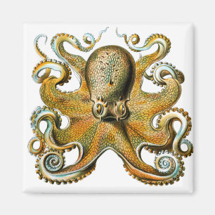 ernst haeckel octopus magnet