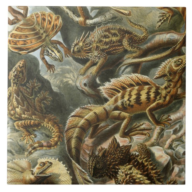 Ernst Haeckel old fashion illustration Lacertilia Tile (Front)