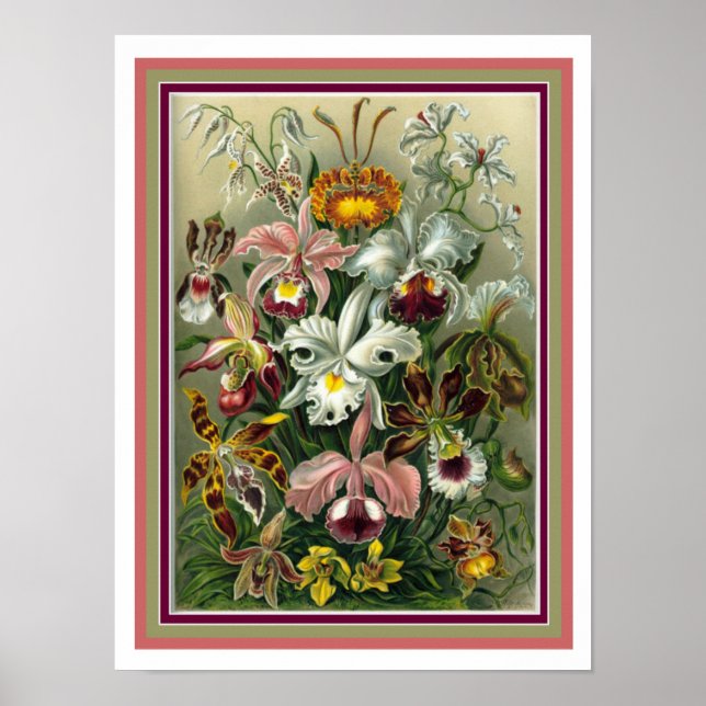 Ernst Haeckel "Orchida" Botanical Print 12 x 16 (Front)