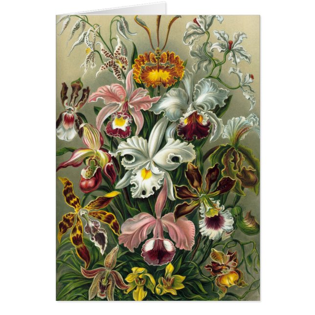 Ernst Haeckel - Orchidae (Front)