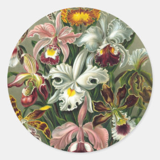 Ernst Haeckel - Orchidae Classic Round Sticker