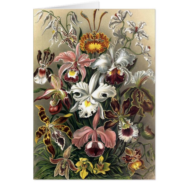 Ernst Haeckel - Orchideae (Front)