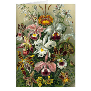 Ernst Haeckel Orchids, Vintage Rainforest Flowers