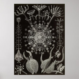 Ernst Haeckel - Phaeodaria2 Poster