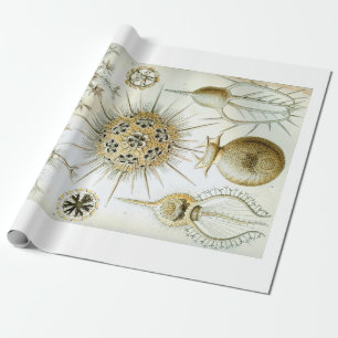 Ernst Haeckel Phaeodaria Wrapping Paper