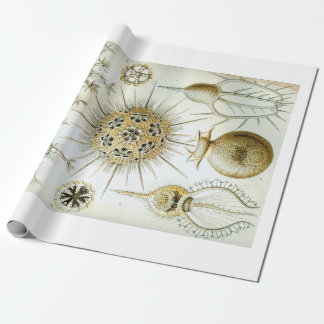 Ernst Haeckel Phaeodaria Wrapping Paper