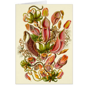 Ernst Haeckel Pitcher Plant All-Occasion Card