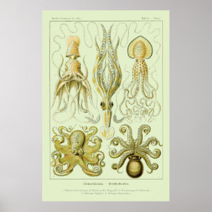 Ernst Haeckel Poster