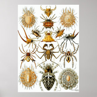 Ernst Haeckel Poster ~ Arachnida