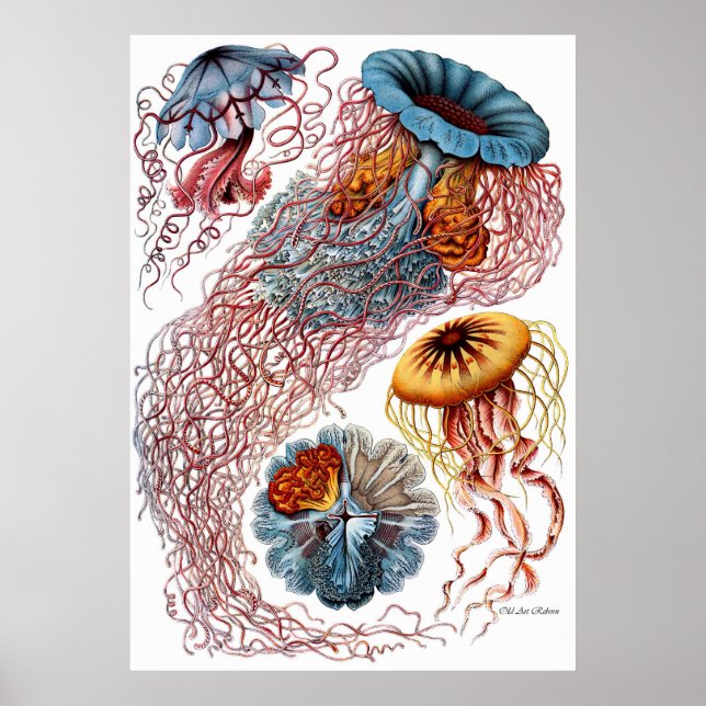 Ernst Haeckel Poster ~ Discomedusae (Front)