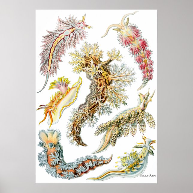 Ernst Haeckel Poster ~ Nudibranchia (Front)