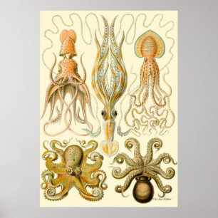 Ernst Haeckel Poster ~ Tafel