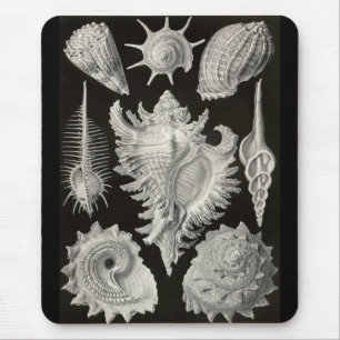 Ernst Haeckel - Prosobranchia Mouse Mat