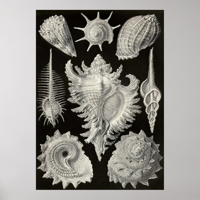 Ernst Haeckel - Prosobranchia Poster (Front)