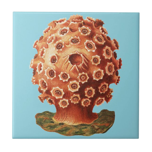 Ernst Haeckel Red Coral Nautical Sea Life Tile (Front)
