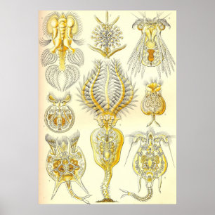 Ernst Haeckel - Rotatoria Poster