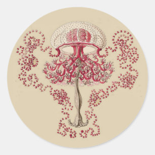 Ernst Haeckel’s Anthomedusea Classic Round Sticker