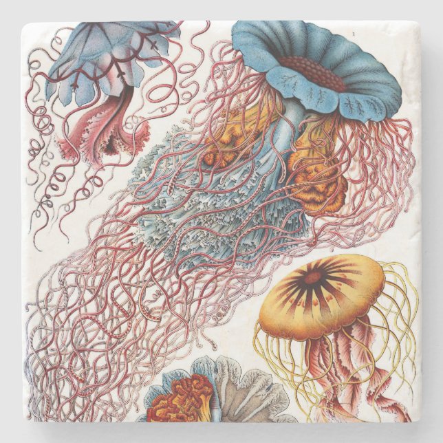 Ernst Haeckel’s Discomedusae Stone Coaster (Front)