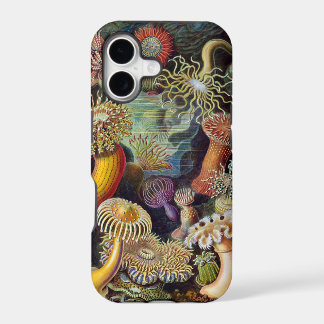 Ernst Haeckel Sea anemones