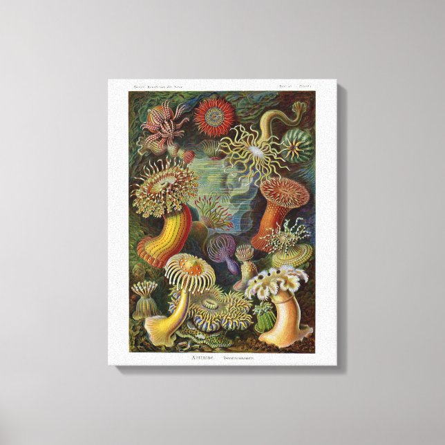 Ernst Haeckel Sea Anemones Canvas Print (Front)
